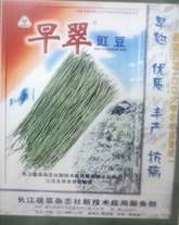 早翠